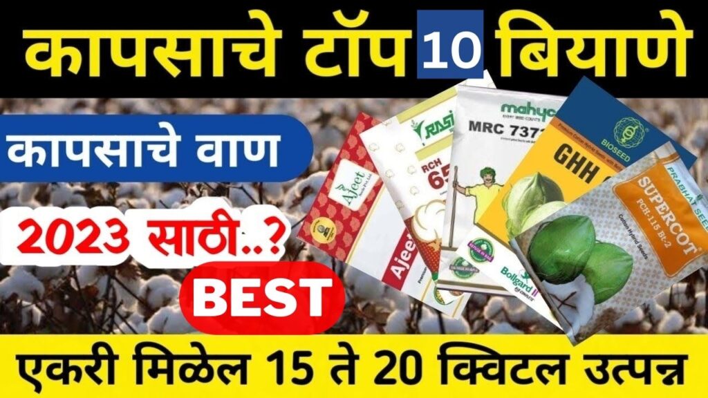 TOP TEN Cotton Seeds