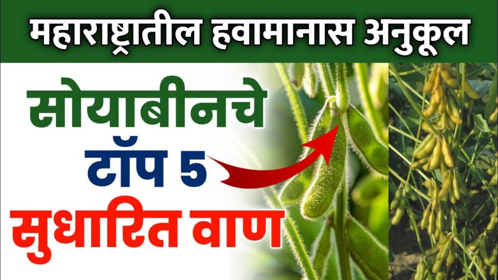 Soybean Seeds New