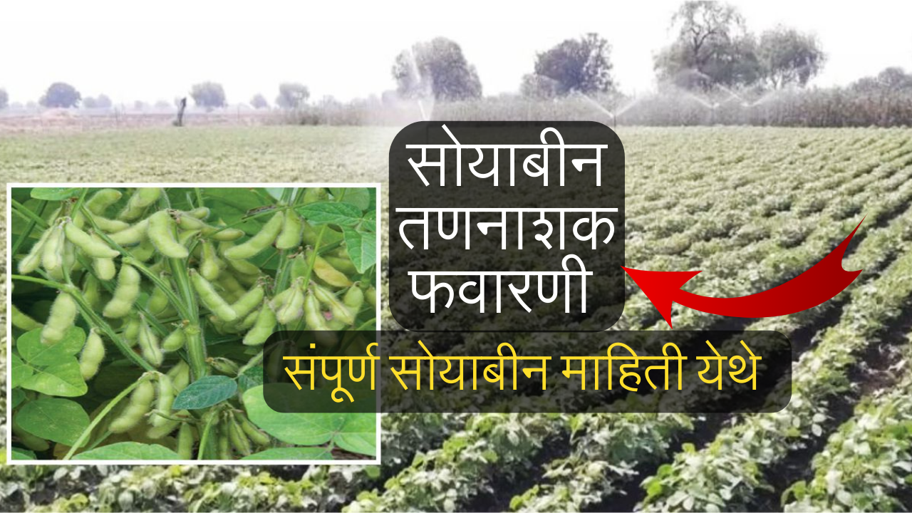 soyabean mahiti