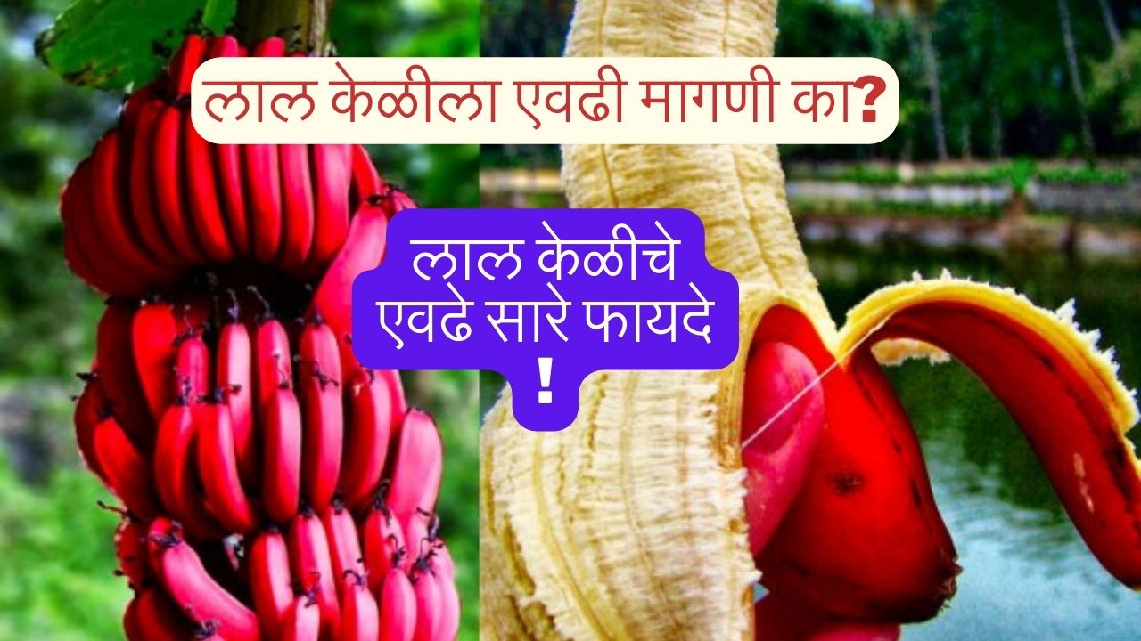 लाल केळीला एवढी मागणी का?