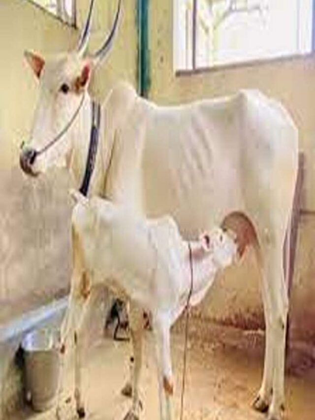 khillar cow mahiti