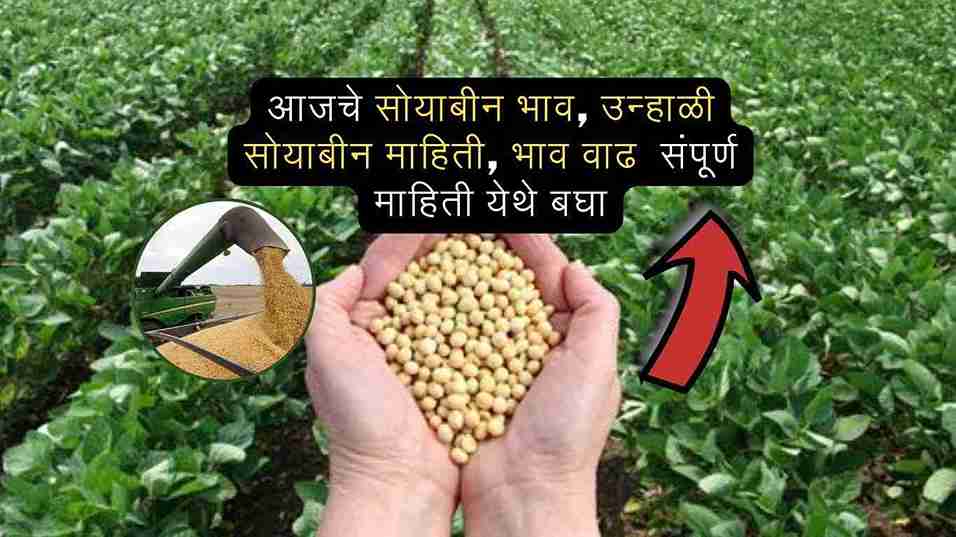 soybean-bhav